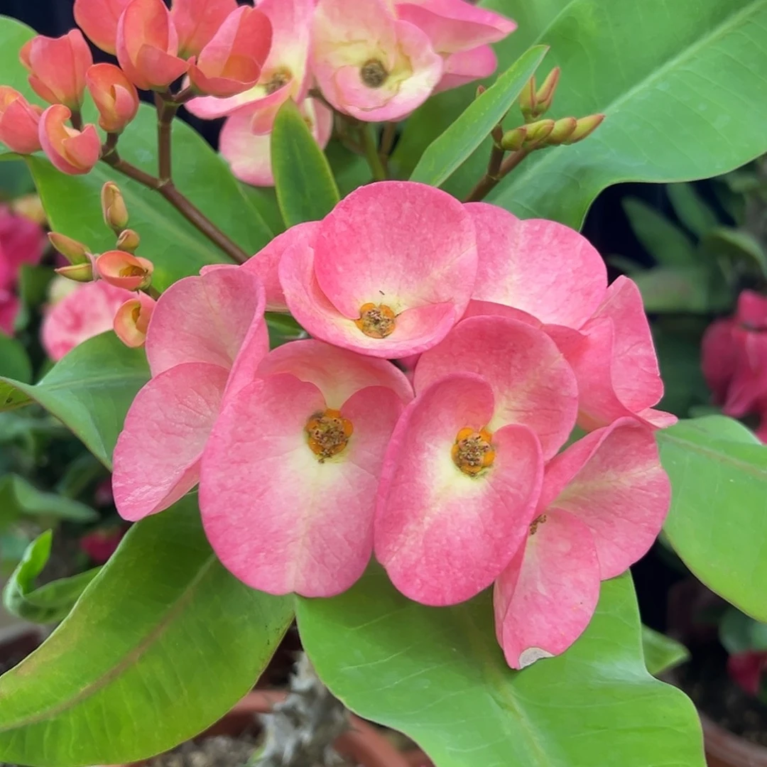 乌多邦泰国大花虎刺梅