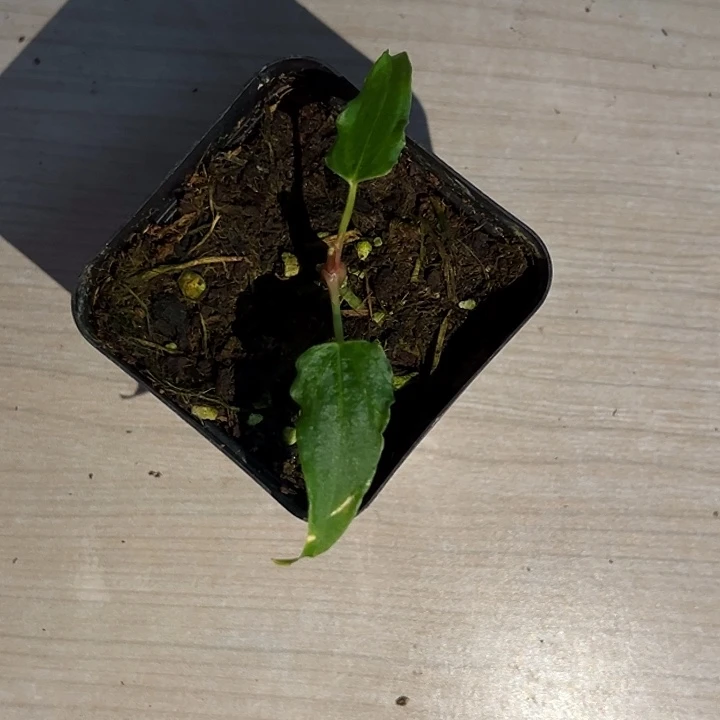 完全开放优选波浪边