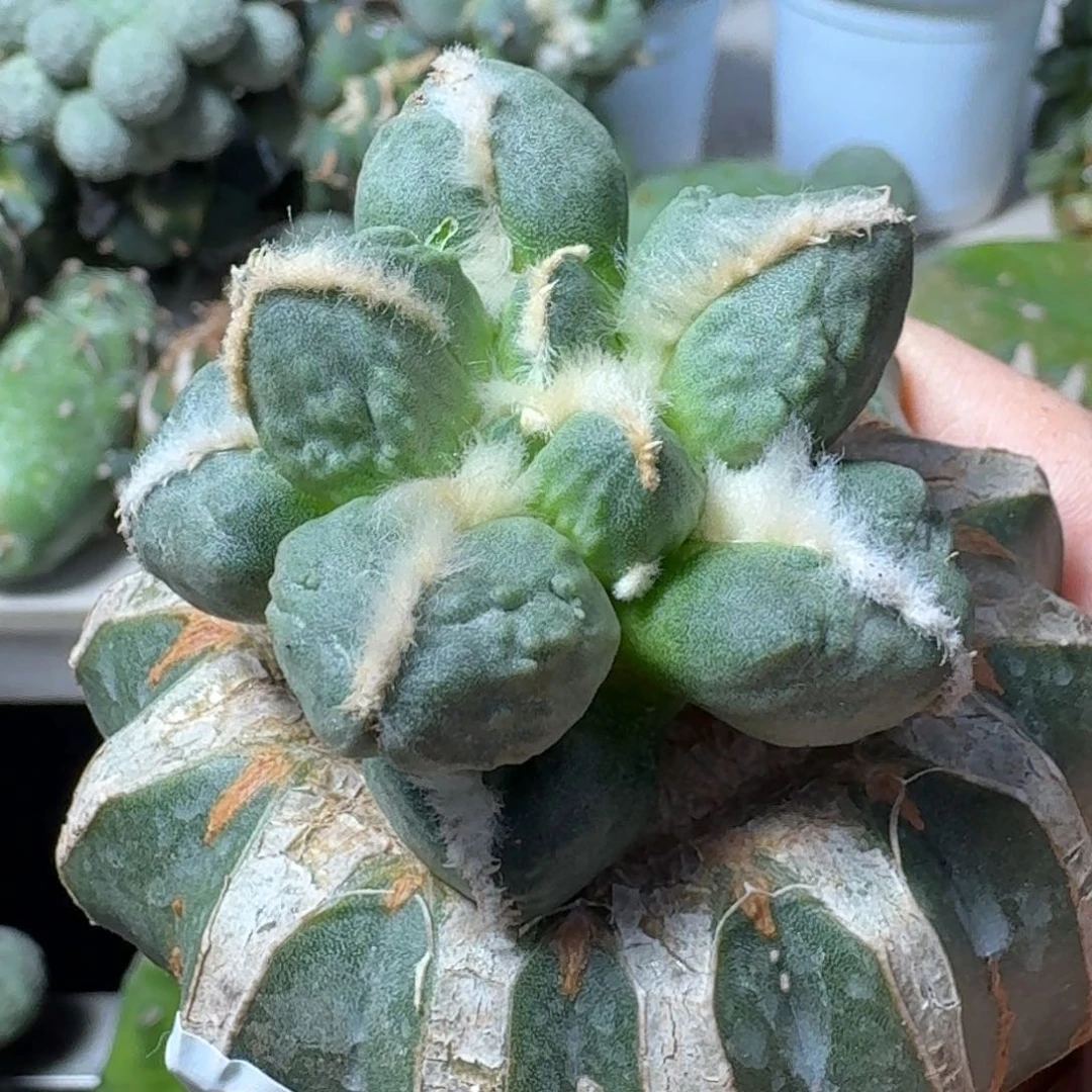 【闪购商品】无花朵凨**夙蛋怒105