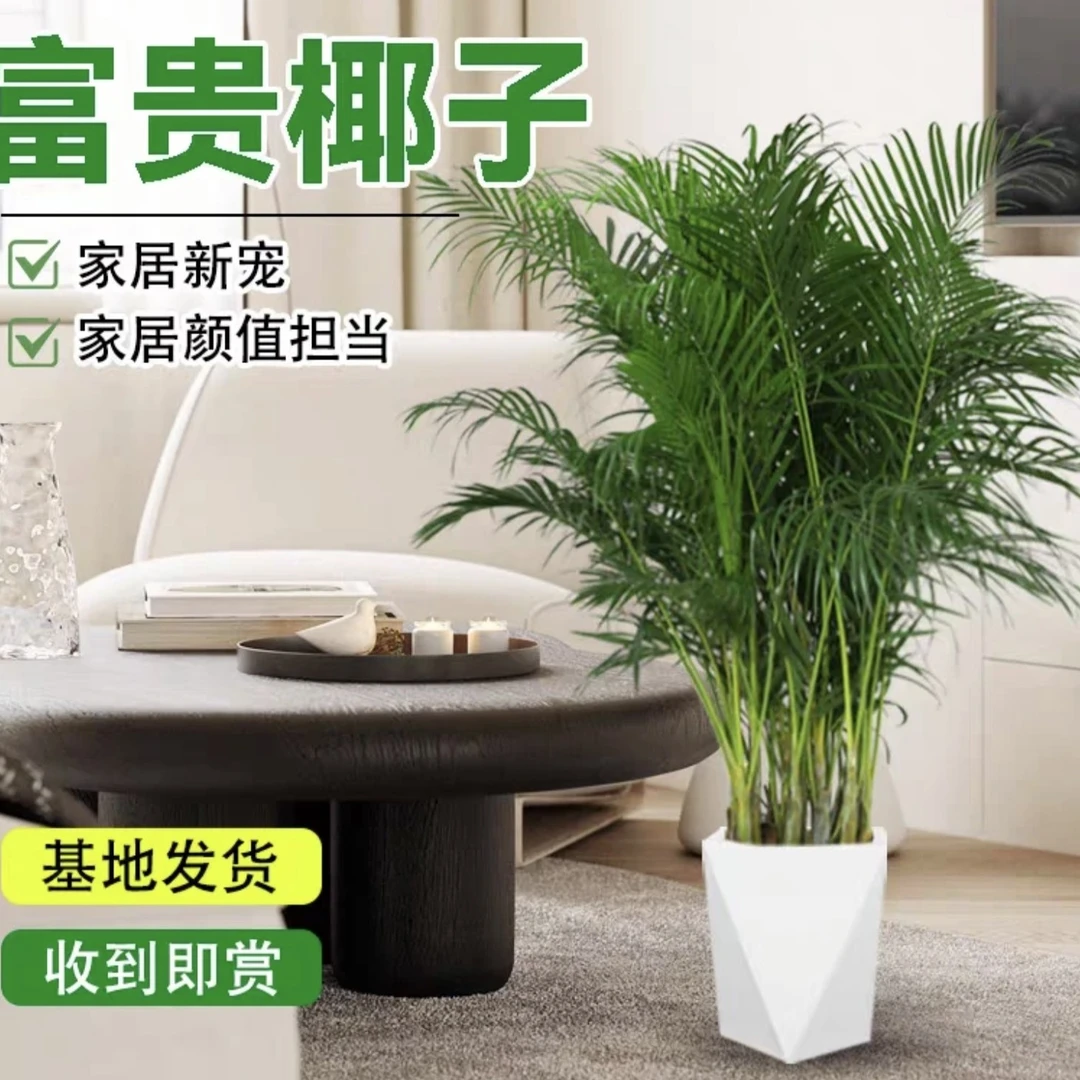 1.2米-1.4米富贵椰子盆栽耐旱卧室散尾葵多年生草本植物净化