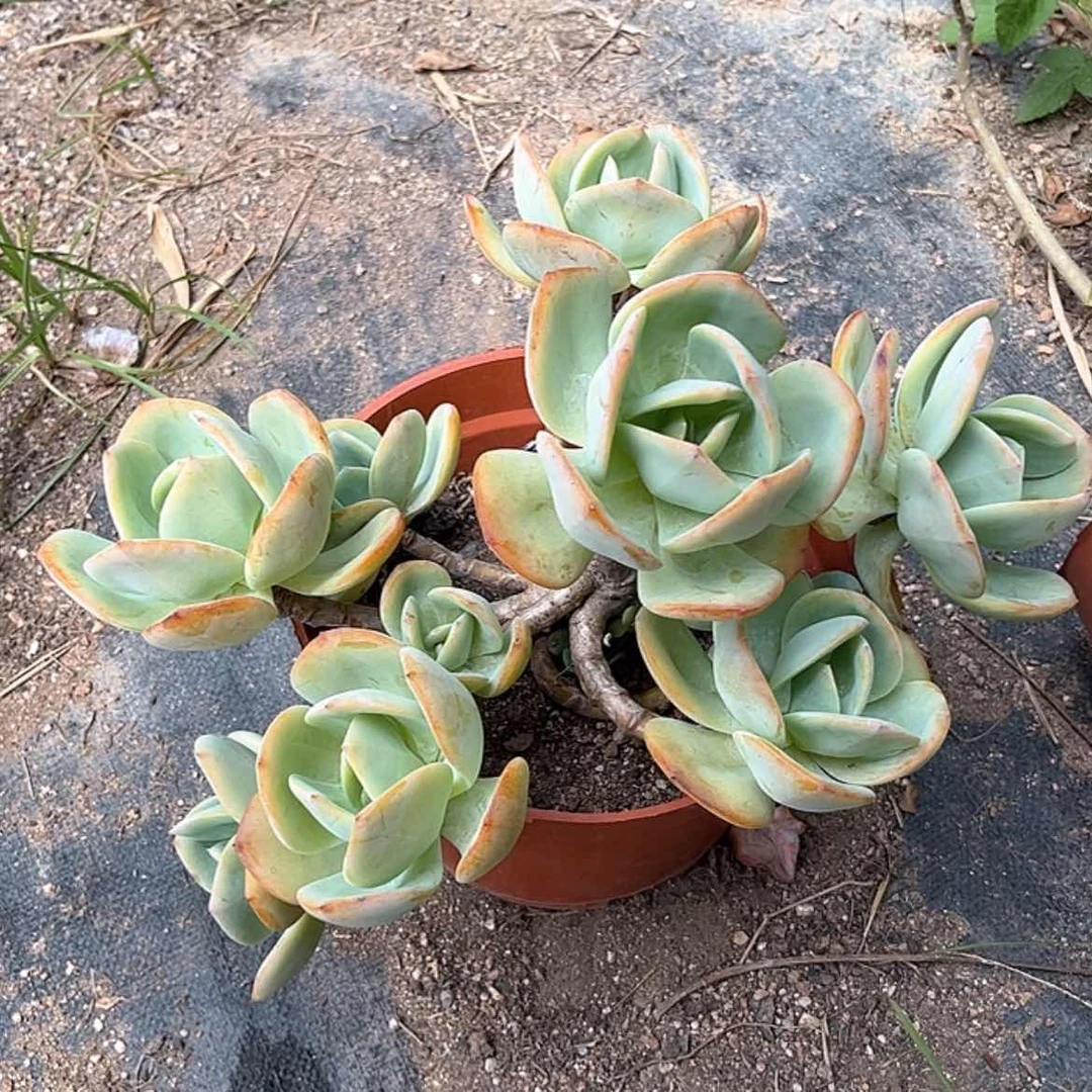 【闪购商品】无花朵雨*