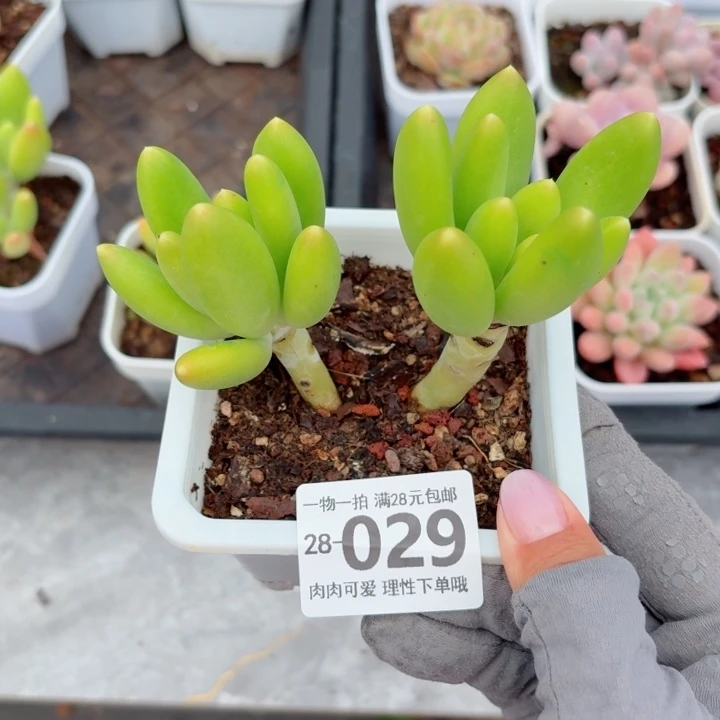 芒果奶多肉无盆土无盆土无