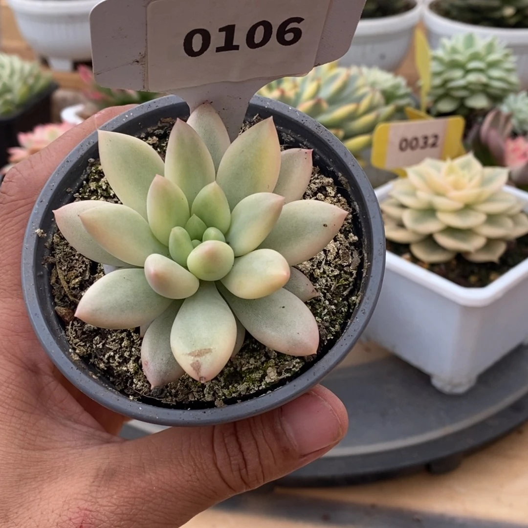 0106红蜻蜓哈哈哈