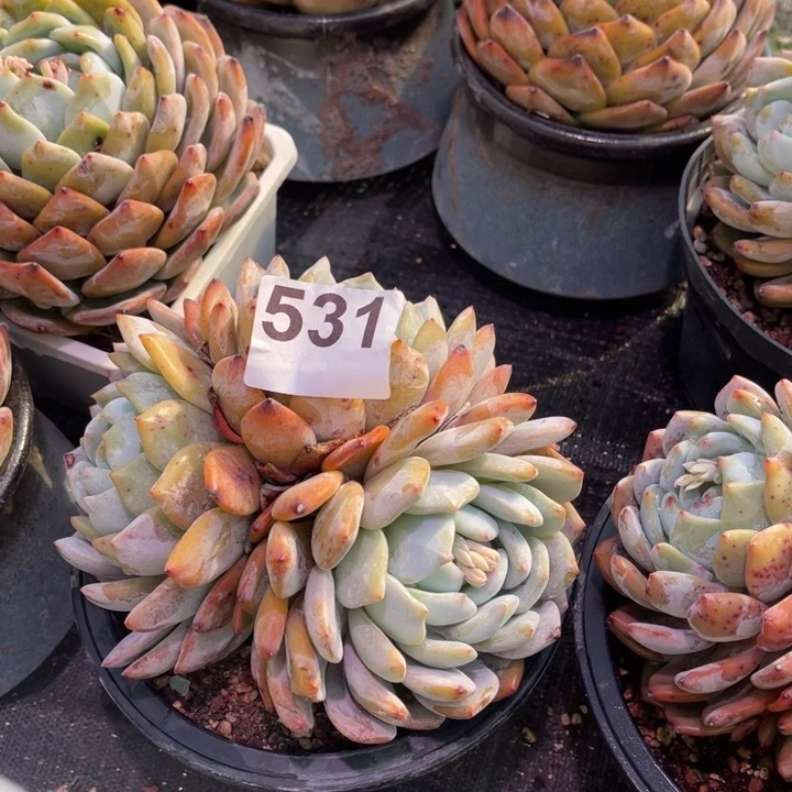 淡*多肉橙梦露123