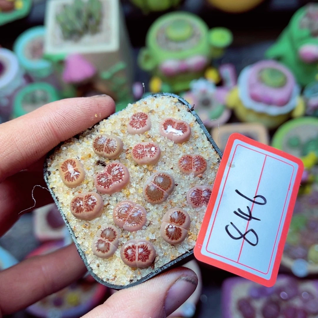 846生石花带盆发