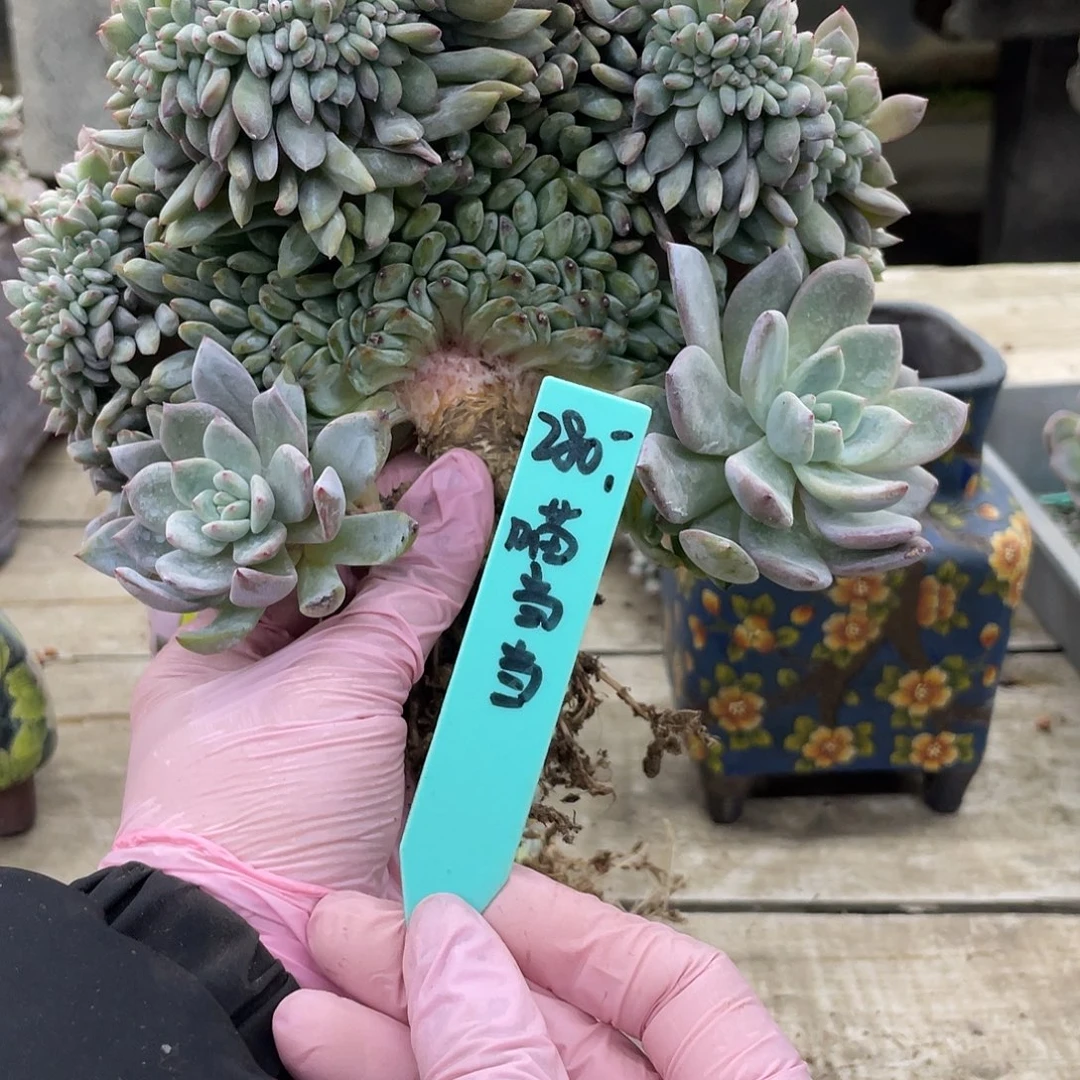 瑕疵多肉星影缀化，瑕疵点不作为收购范围