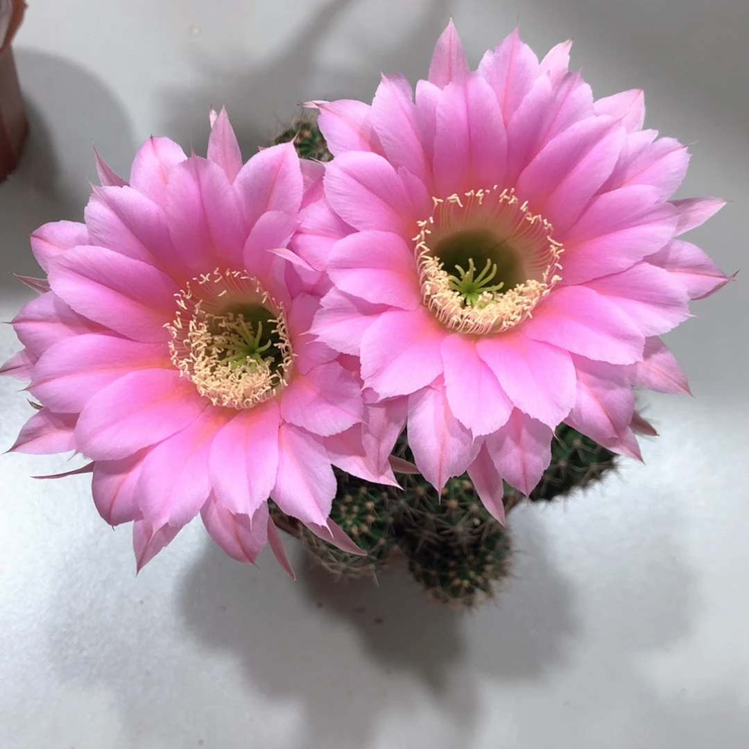 7662实生彩草15公分杯群