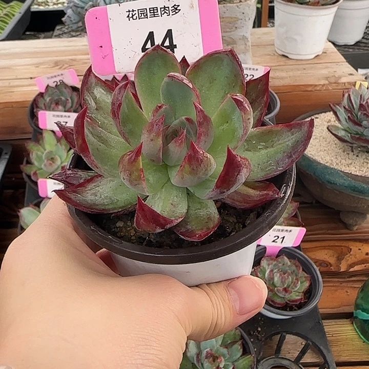 44 惊鸿仙子多肉植物