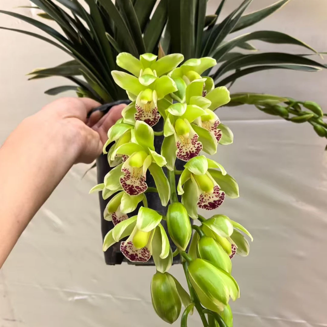 大花蕙兰--绿叶绿翡翠