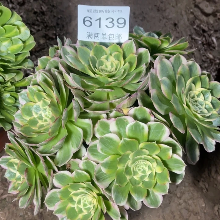 6139海仙的人多肉的