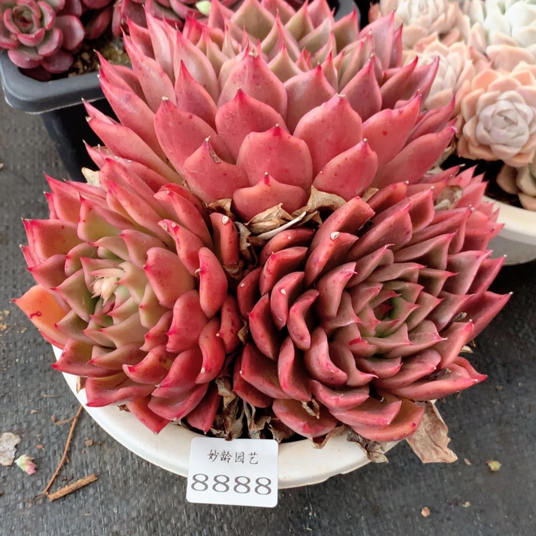 8888发发发发发发