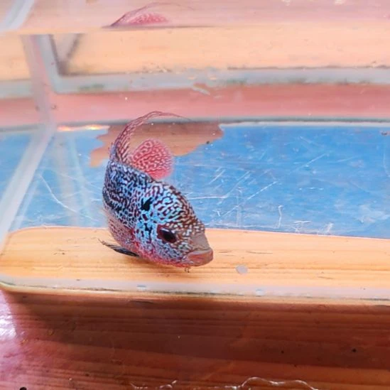海水鱼4楼鱼！！！！！！！！