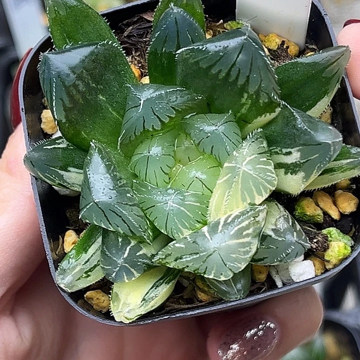 143特大蓝镜玉露锦头家多肉十二卷