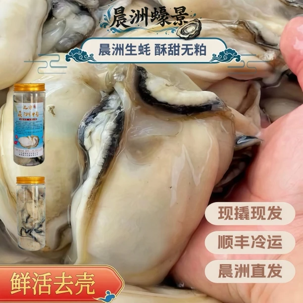 【元旦1斤尝鲜装】当季鲜活现开正宗晨洲生蚝产地直发烧烤懒人必备