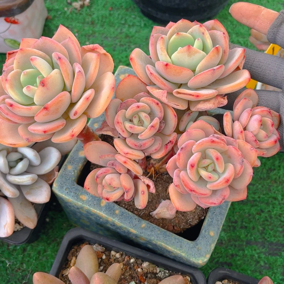 白月光8888tu tu t