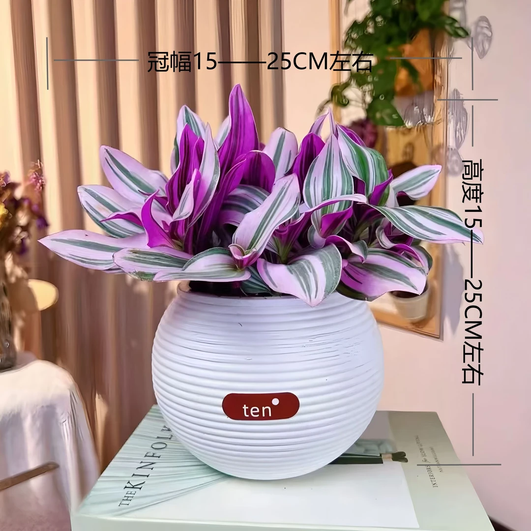 麦多油画吊兰盆栽婚礼粉紫兰客厅阳台室内办公桌多肉植物好养