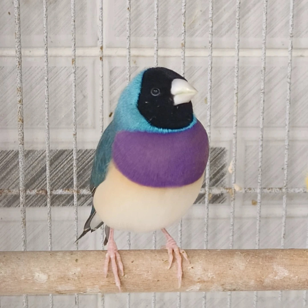 七彩文鸟蓝背观赏鸟宠物鸟