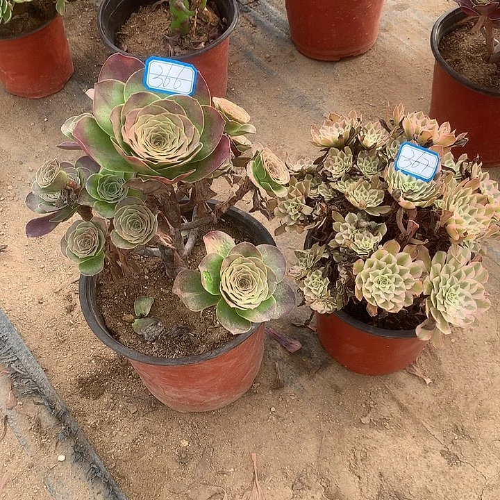多肉植物2个366号367号