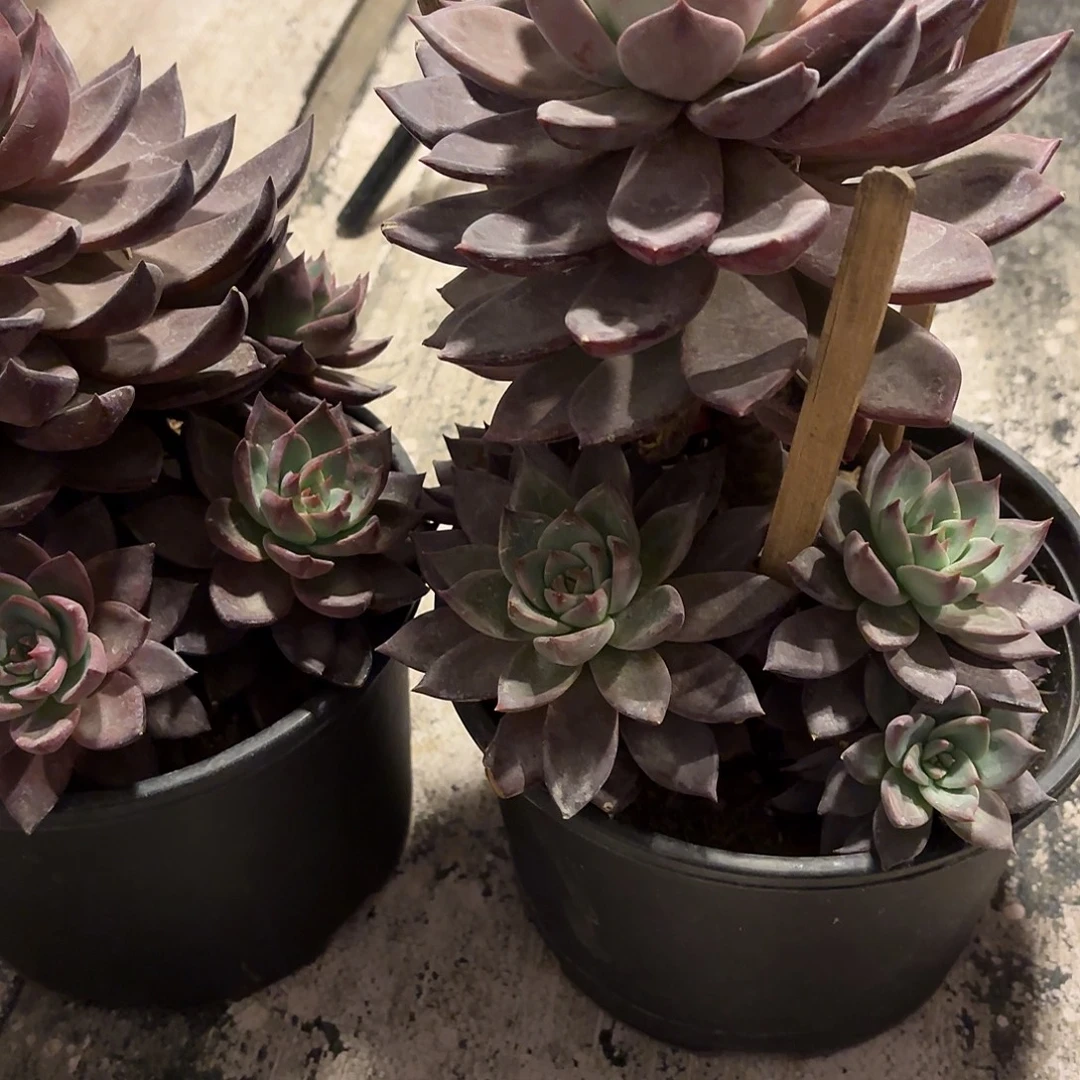 多肉植物啦啦啦啦啦啦啦