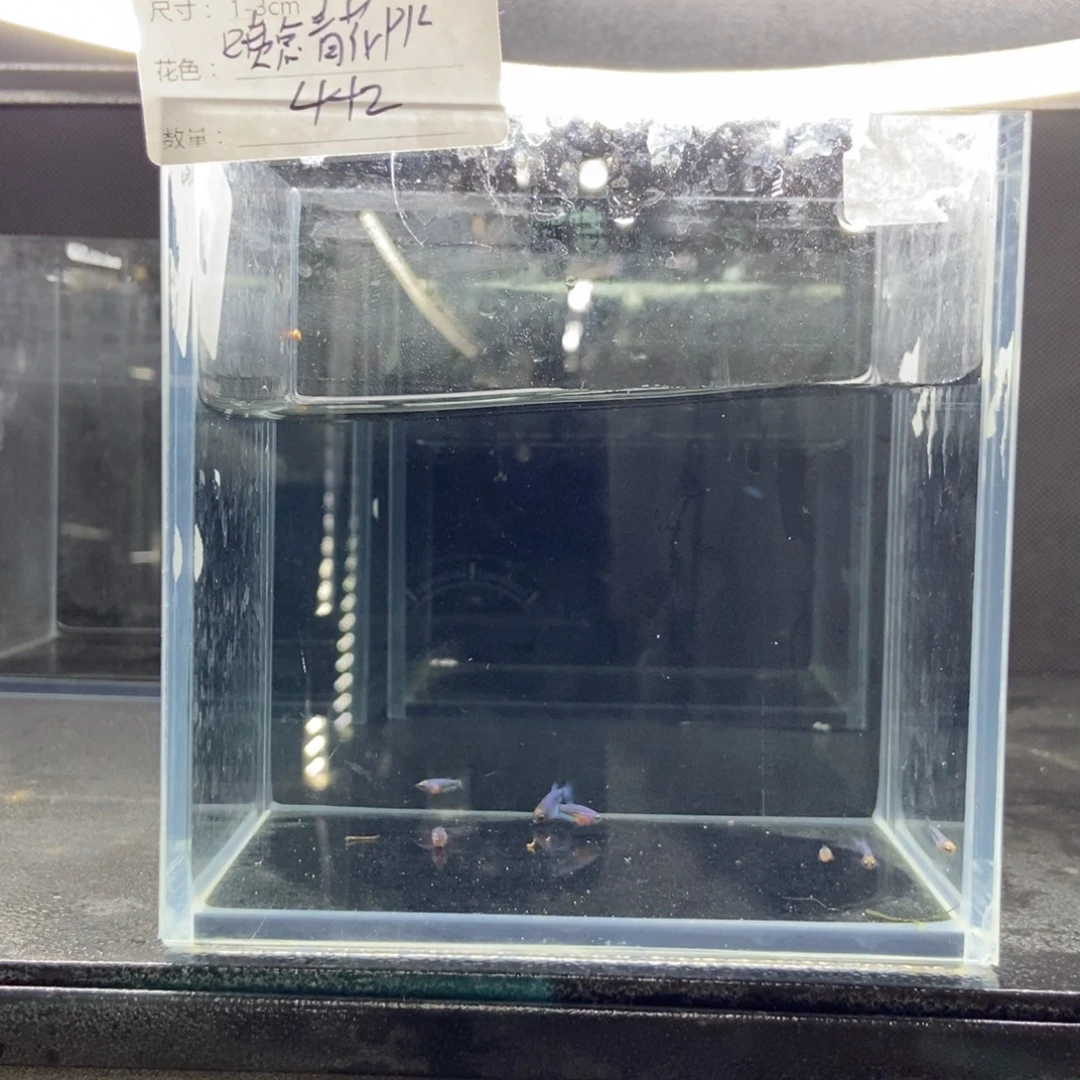 斗鱼包活不包损所见即所得445