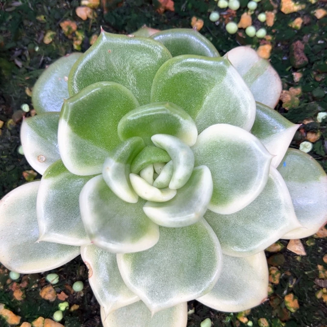 多肉植物，多肉植物