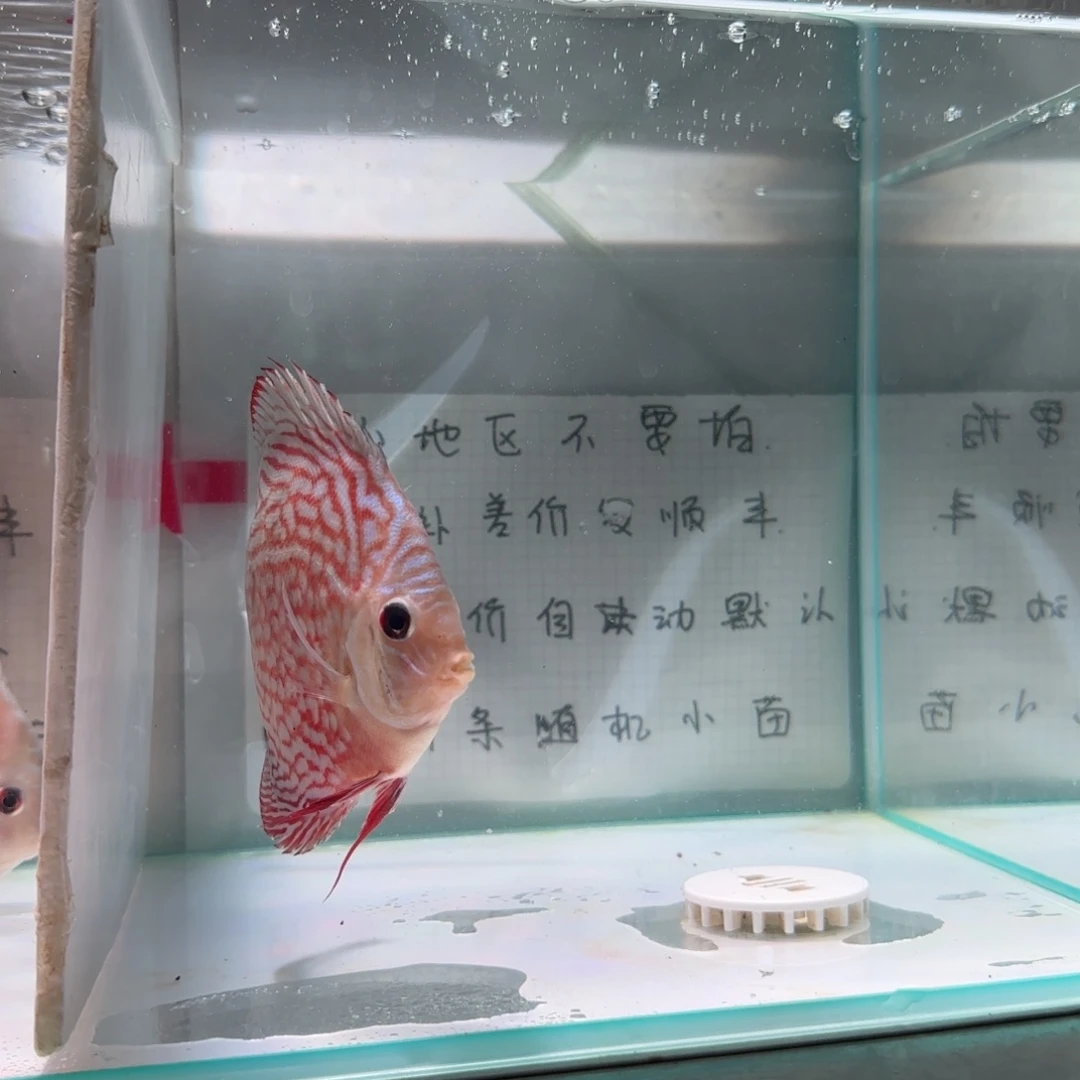 七彩神仙鱼肉身8-9偏远地区不拍