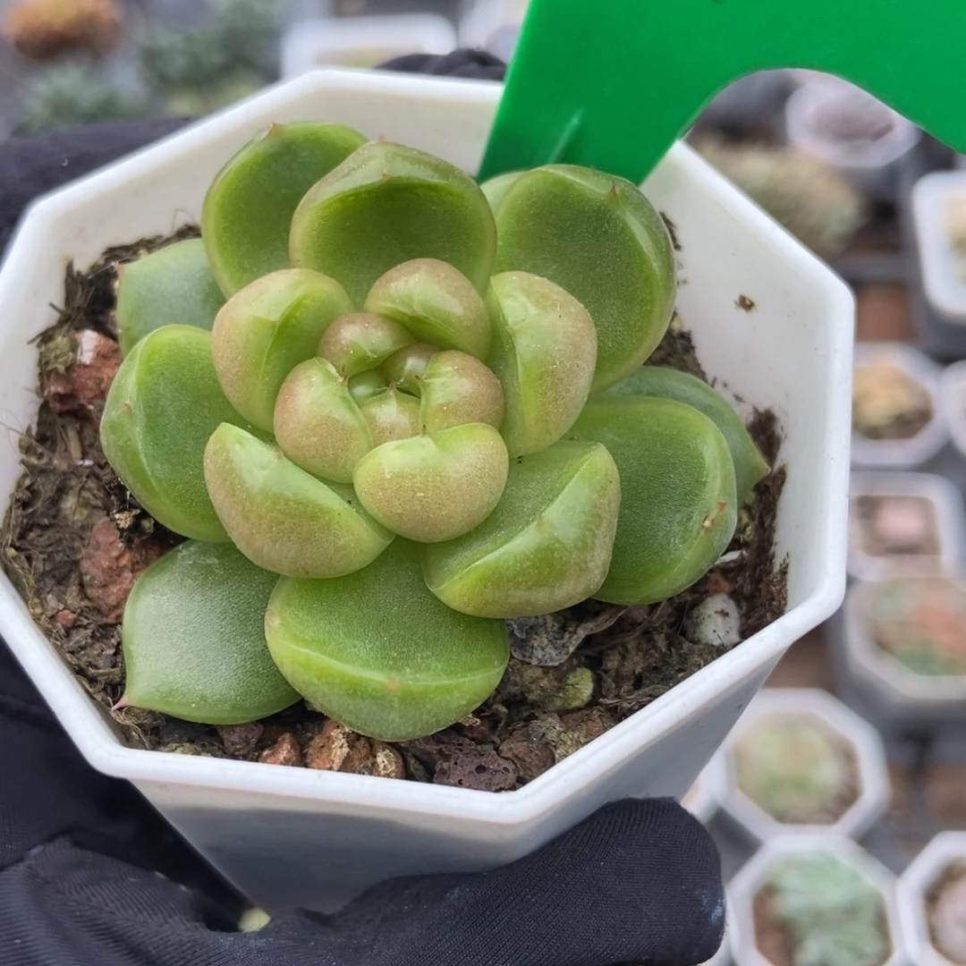 969莱拉珍妮多肉植物了