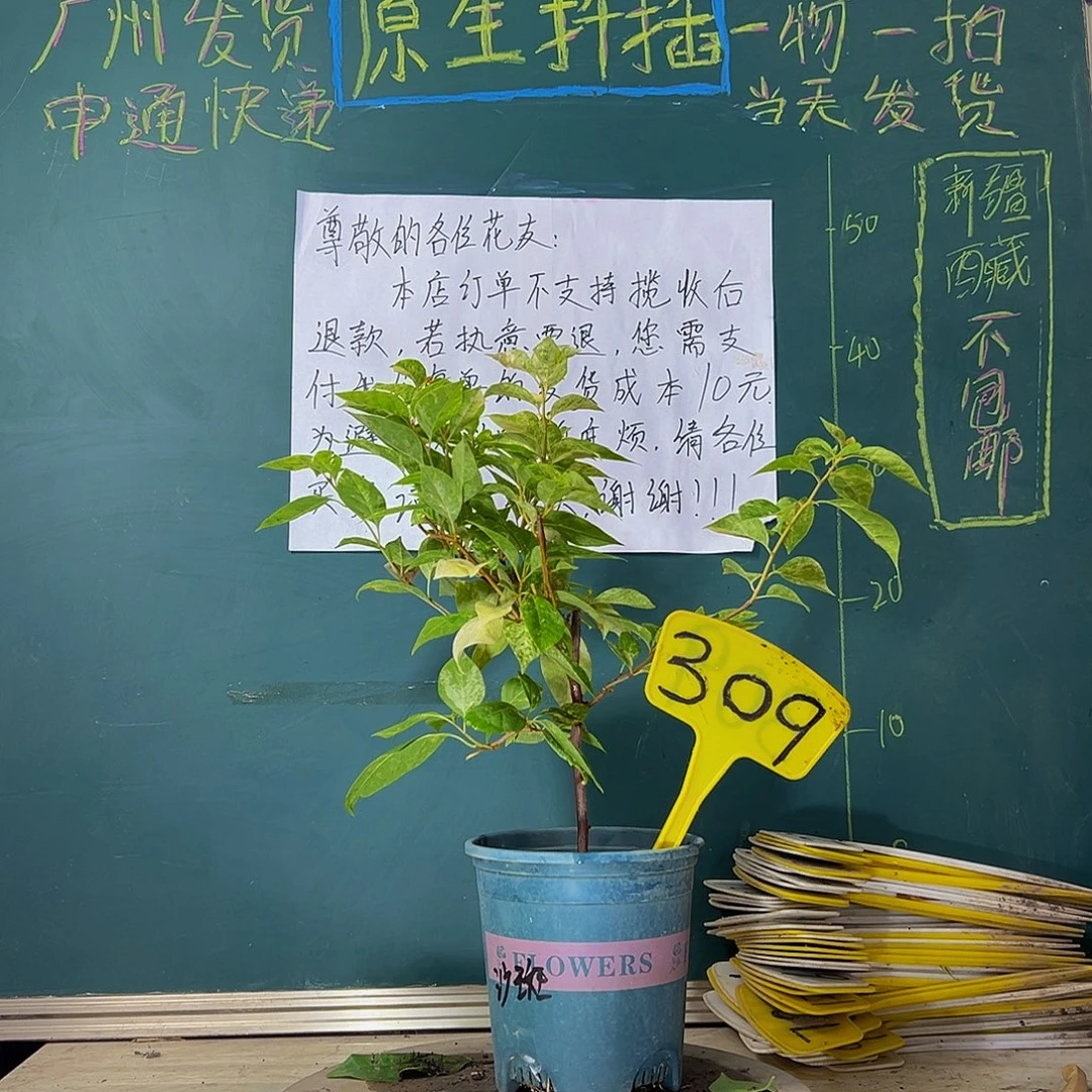 当前无花栽培后可以开花沙斑女郎 309