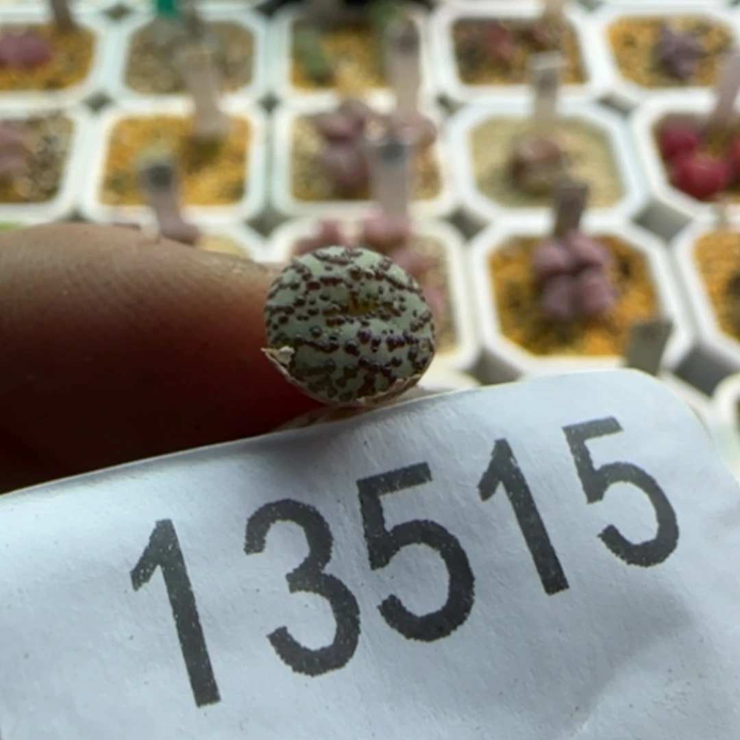 【闪购商品】兜*米13515