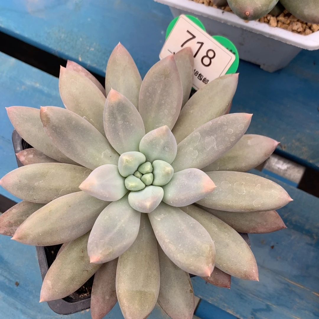 哥特萝莉单头彩体718