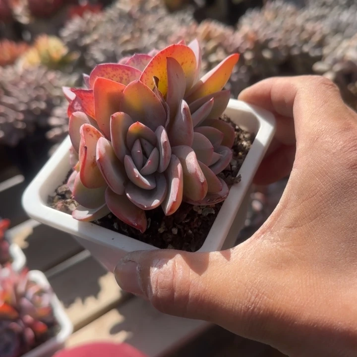 布鲁蓝群生五十包邮老桩