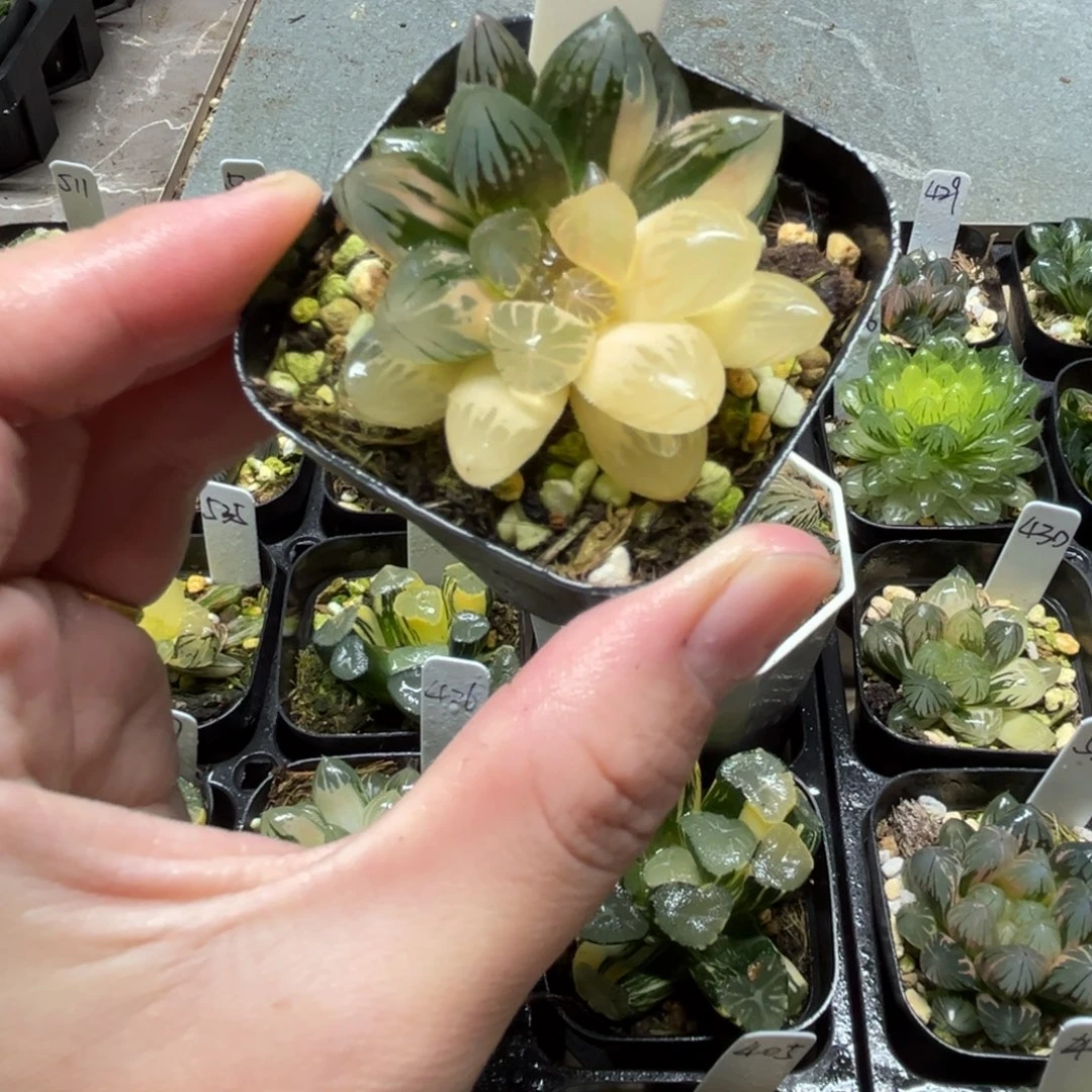 288龙爪玉露锦一物一拍