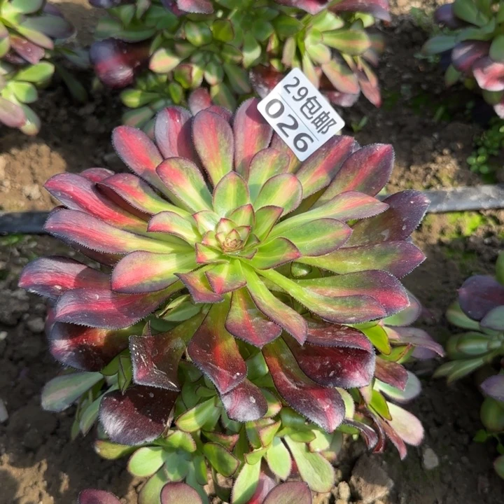 晚霞……多肉植物的