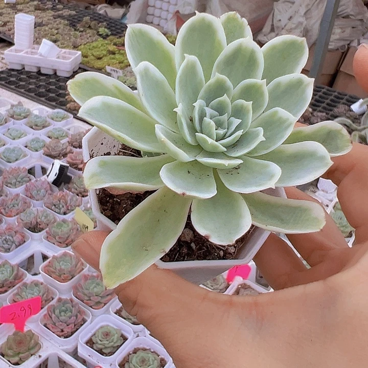 柠檬玫瑰锦19包邮多肉