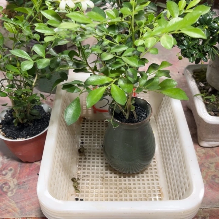白***℃无花朵退款拉黑拉黑33