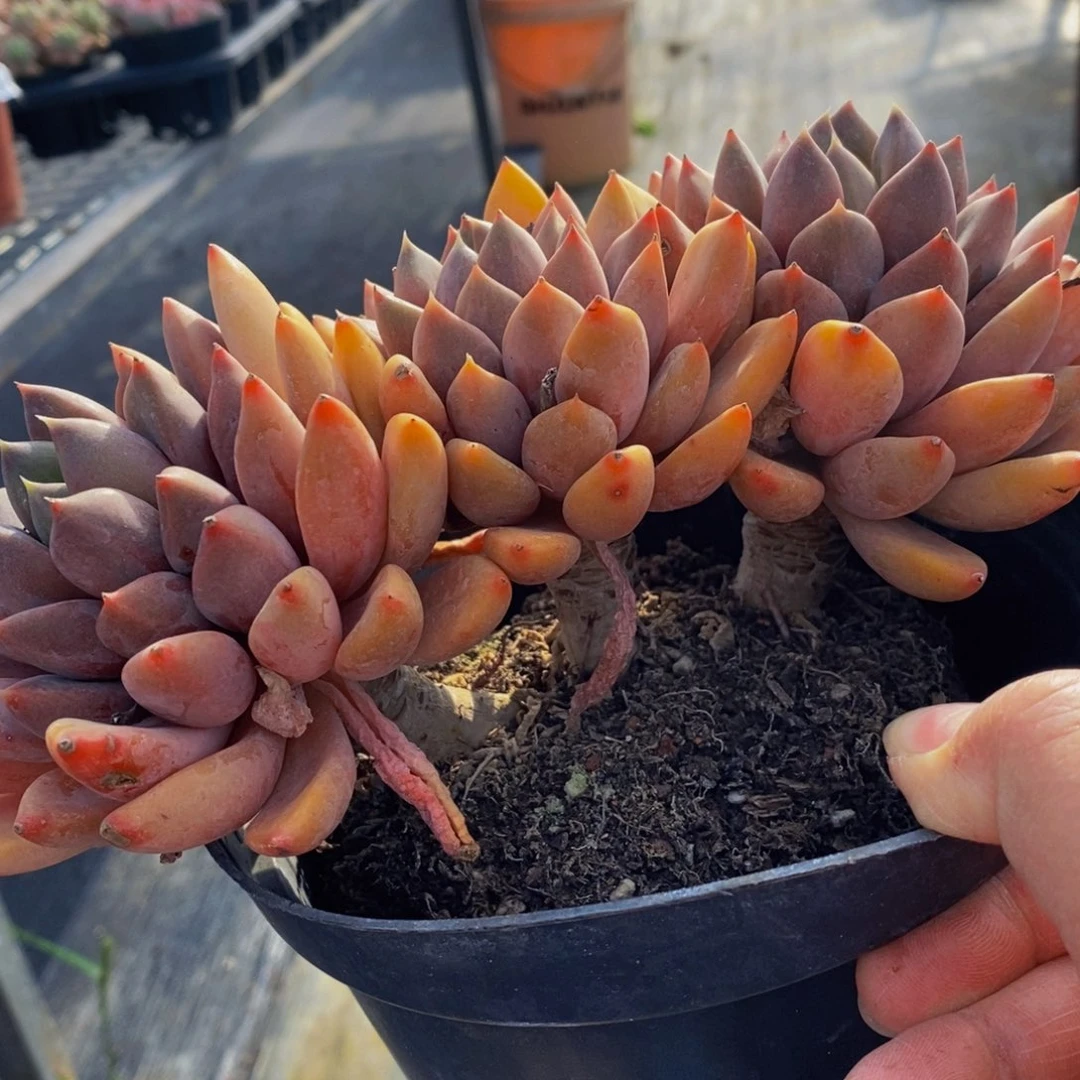 黄金三头群生老桩160杯