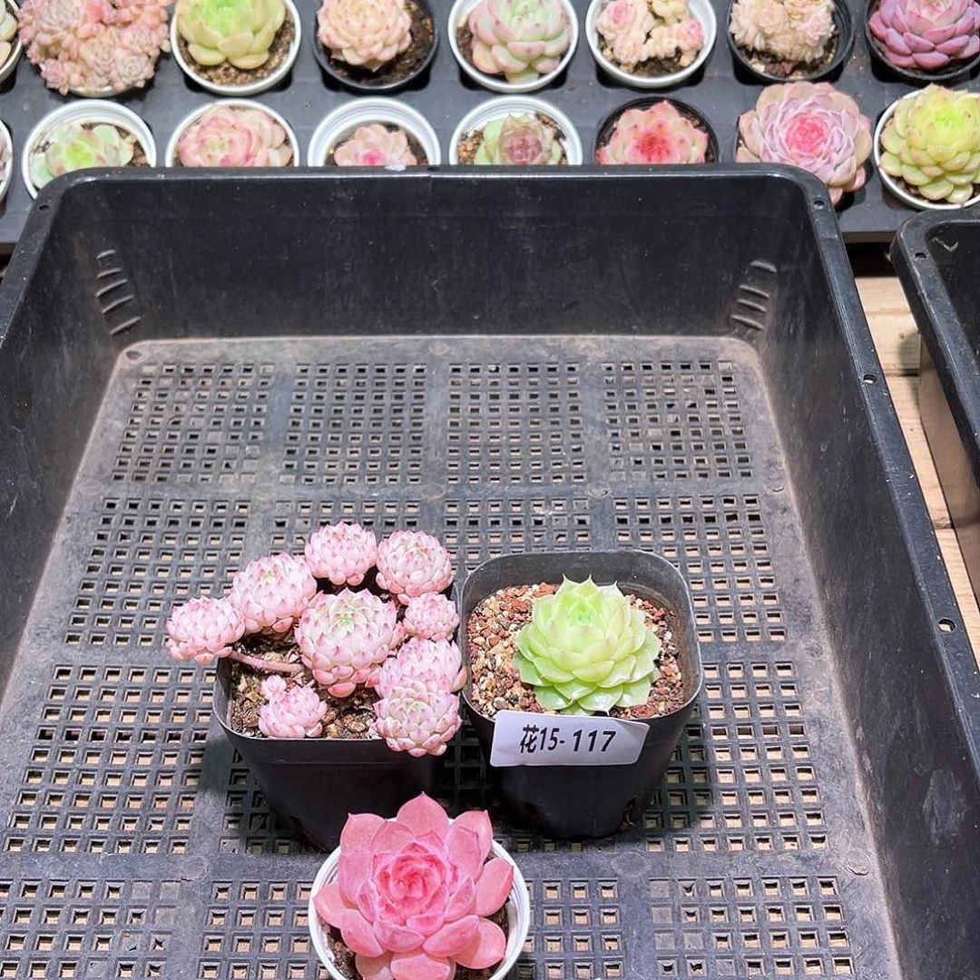 花利美15-117框拍3颗