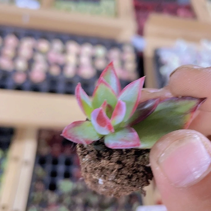 82柳叶惊鸿精品多肉