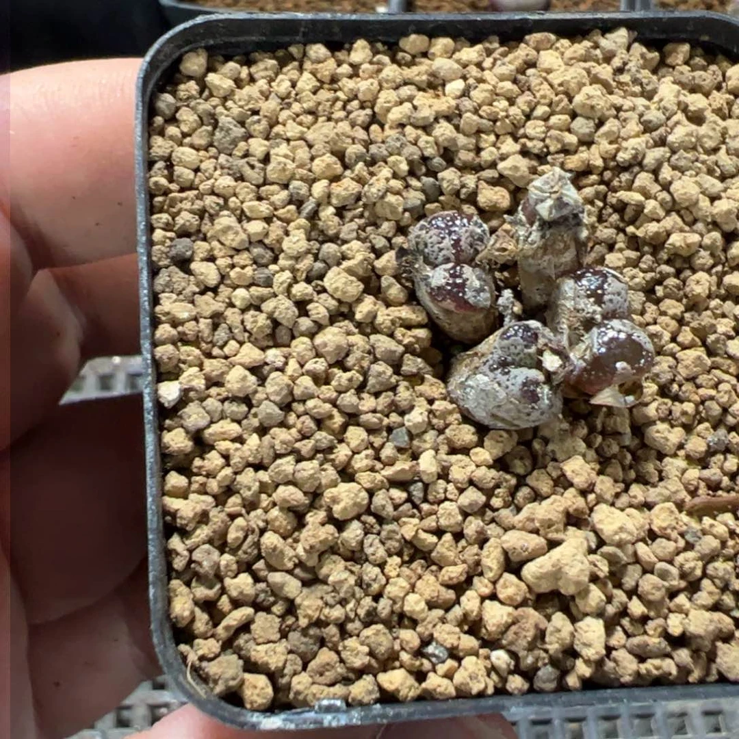 11-27肉锥多肉植物