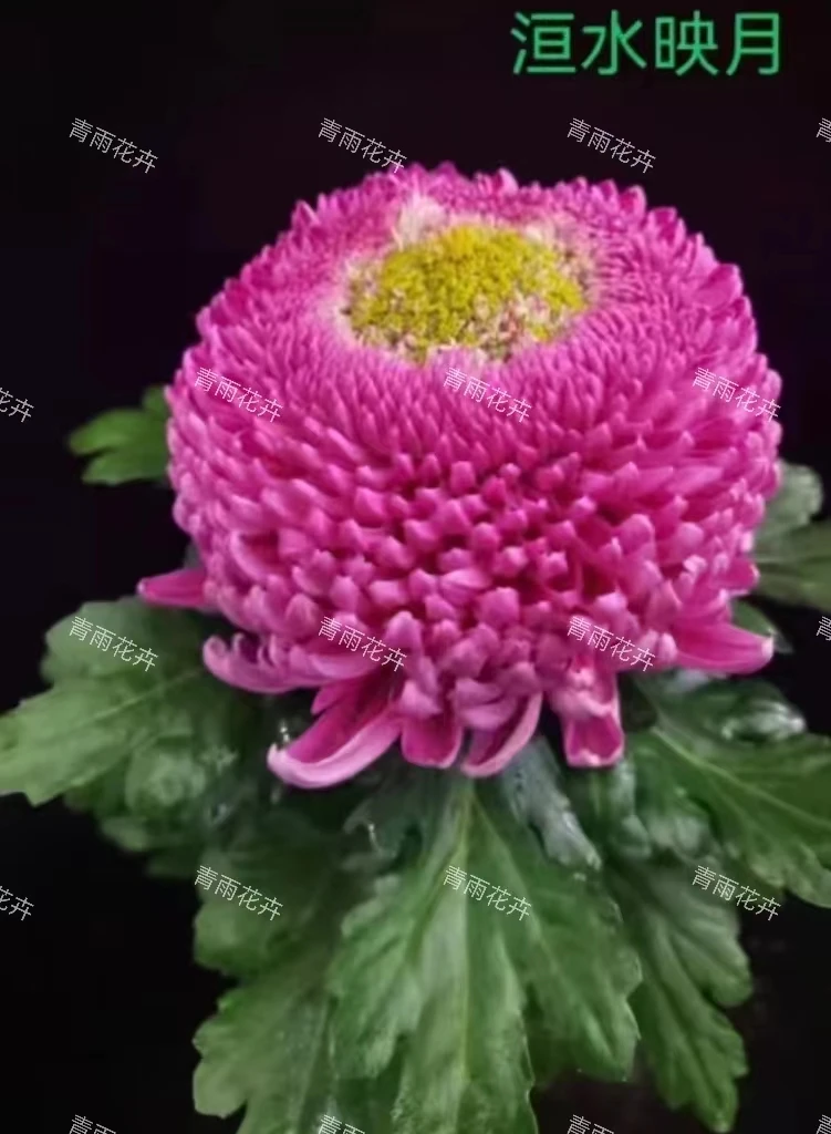2025【洹水映月】菊花盆栽花根出售（断肢掉花养死不售后）