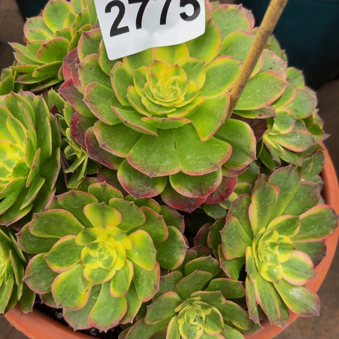 烟***凉2775多肉植物海鲜