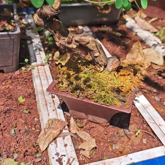 无花朵羊蹄甲开花结果