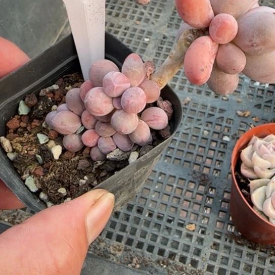 261汤圆一物一拍多肉