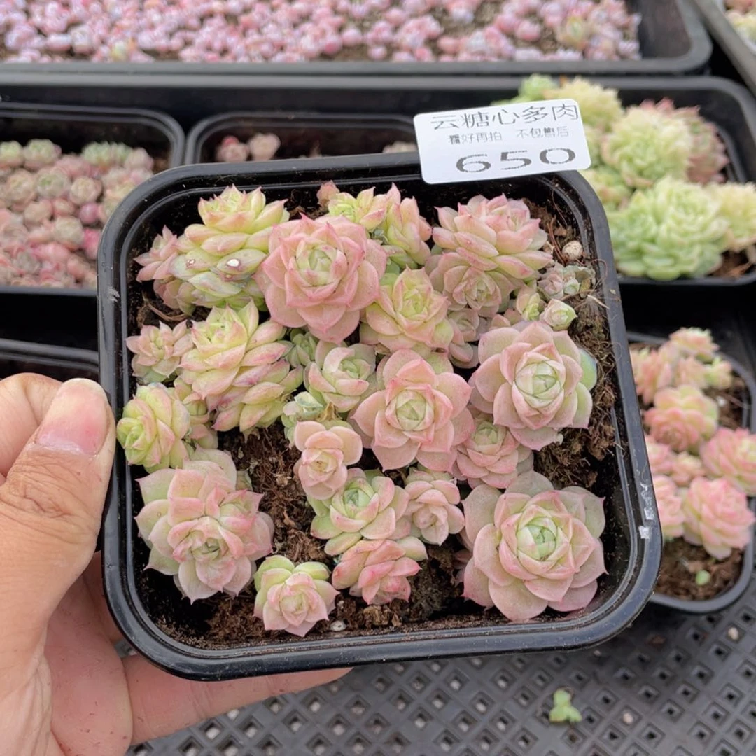 云糖心多肉植物650