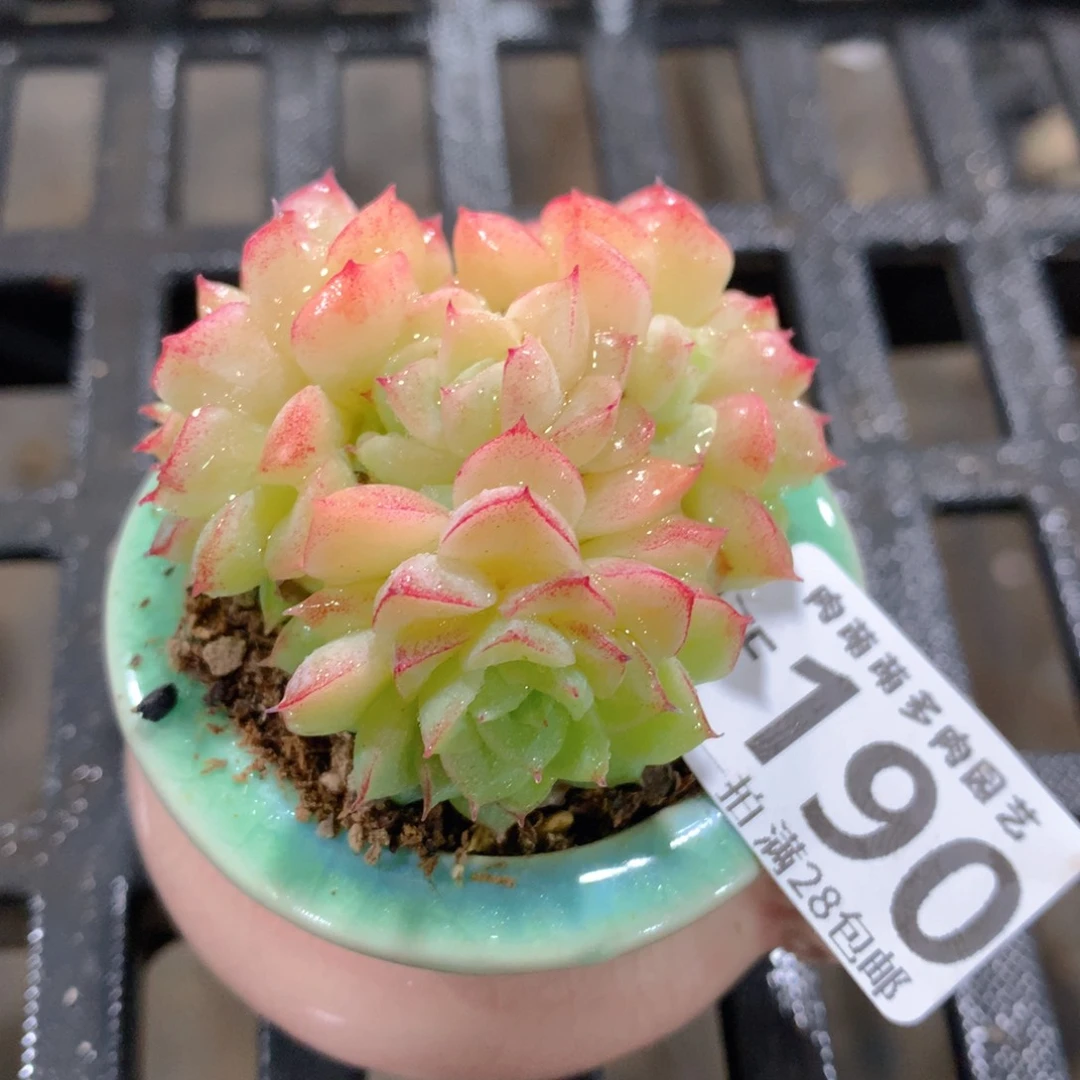 肉萌萌拇指盆精控多肉ZF190