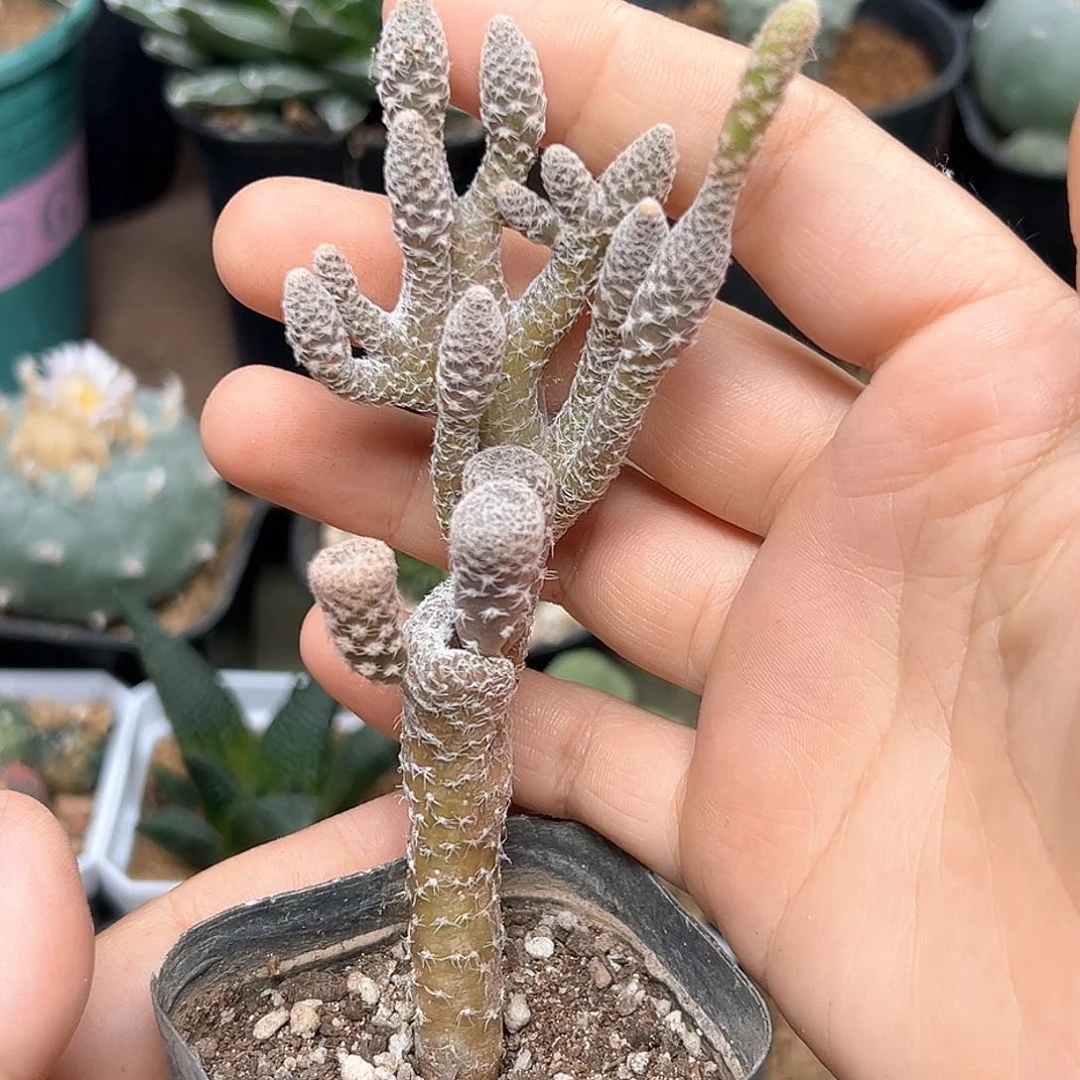 无花朵稀有品种白鸡冠团扇一颗