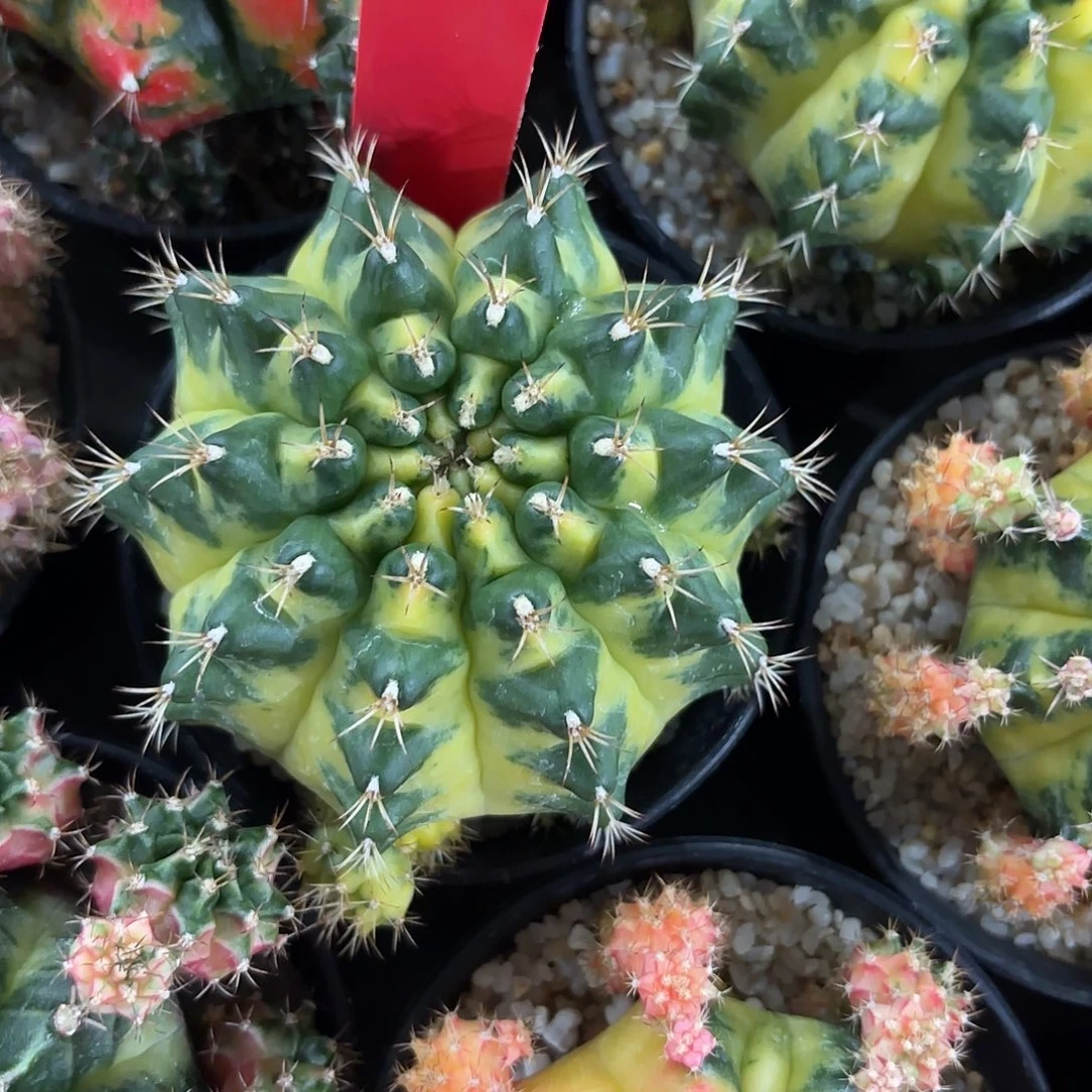 259-1006泰国发货多肉