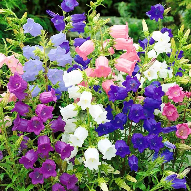 鲜花 风铃 买一送二