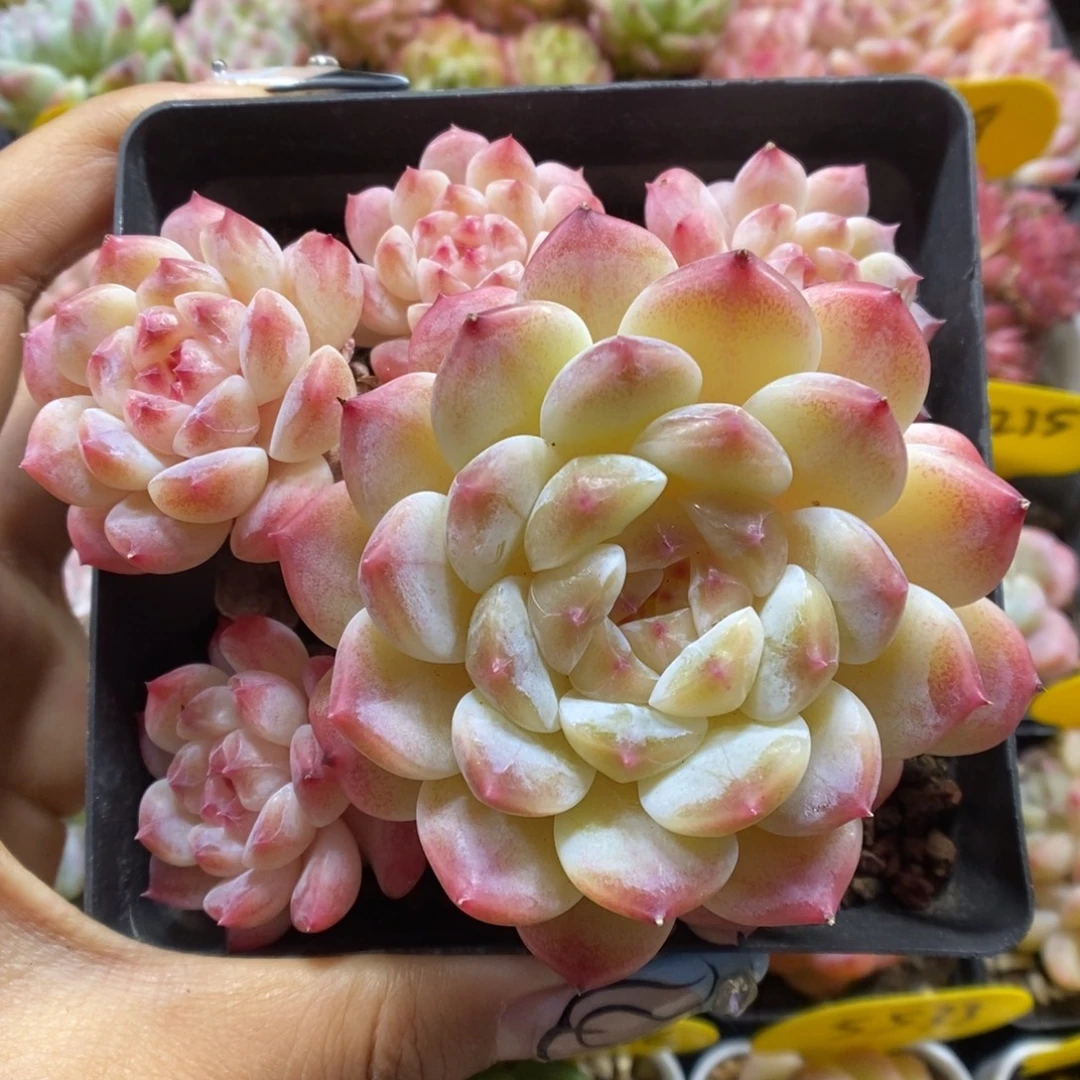 糖心粉魄群生335号