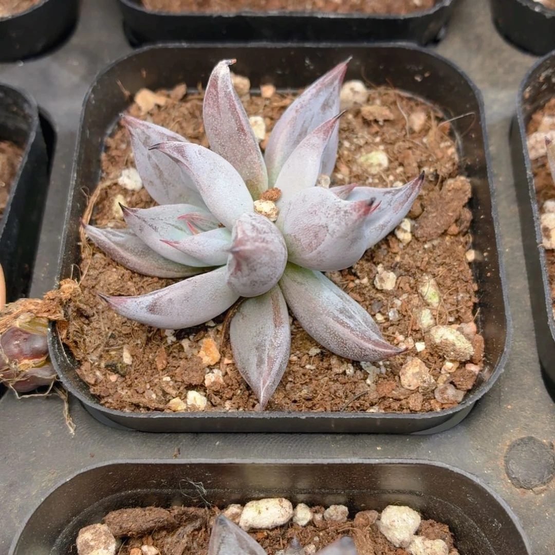 魔爪多肉9.9包邮发货